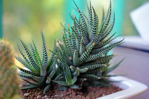 Selected focus Fresh Close-up bloom cactus with blurred background - Floral b Stock-Fotos