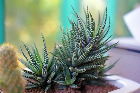 Selected focus Fresh Close-up bloom cactus with blurred background - Floral b Stock Photos