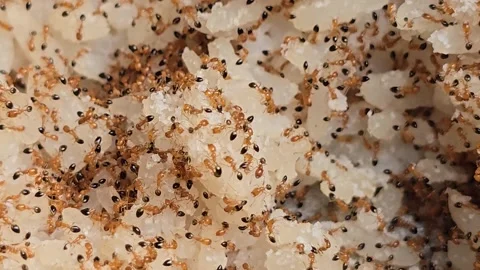 Selected focus lots of red ants swarming the rice Stock Footage 283662660