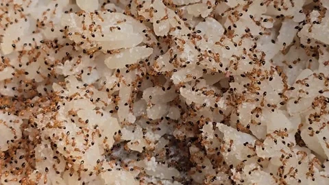 Selected focus lots of red ants swarming the rice Stock Footage 283662684