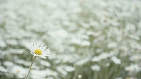 Selected Focus One Daisy Flower Blowing Wind in Garden Stock Footage 153584760