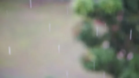 Selected focus: raining  with blurred tree background Stock Footage 142306962