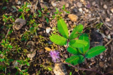 Selected focus to Sensitive Plant leaf, Mimosa Pudica. Foto stock