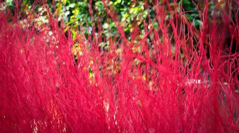 Selected focus shot of red tree leaves  . Stock Photos