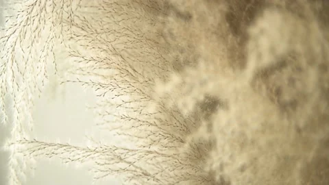 Selected focus Softy and fluffy beige brown pampas grass, nature background Stock Footage 193985909