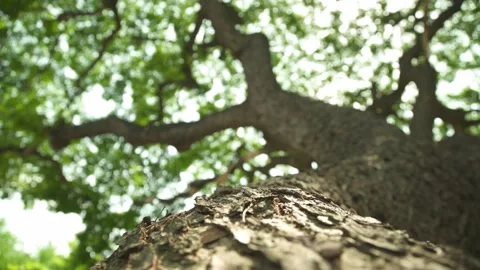 Selected focus surface crack of trunk of big tree Stock Footage 198825226
