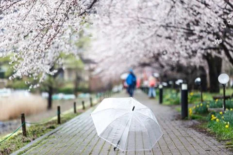 Selected focus on transparent umbrella on Cherry Blossom Path at Lake Kawaguc Stock Photos