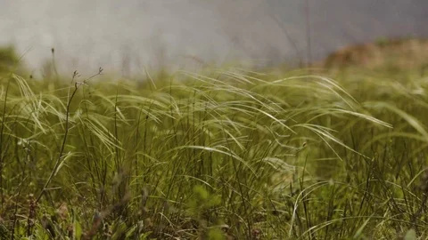 Selected focus on winds strong blow high dune grasses near lake. High grass 스톡 동영상 108727081