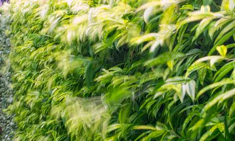 Selected focus,view of green leaf on the blank background Natural green plant Stock Photos