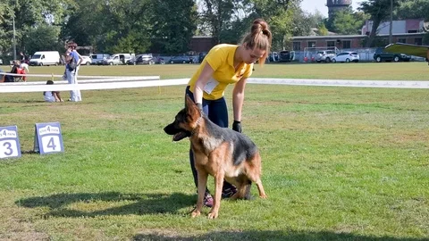 Selected German Shepherds at a prestigious competition Video stock 115824398