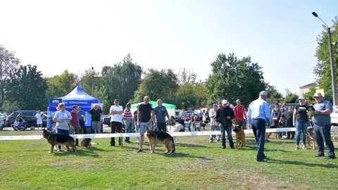 Selected German Shepherds at a prestigious competition Stock Footage 115824428