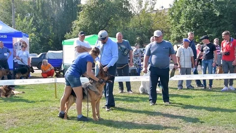 Selected German Shepherds at a prestigious competition Stock Footage 115824430