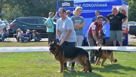 Selected German Shepherds at a prestigious competition Stock Footage 115824433