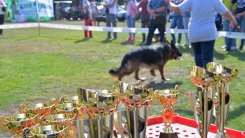 Selected German Shepherds at a prestigious competition Stock Footage 115824440