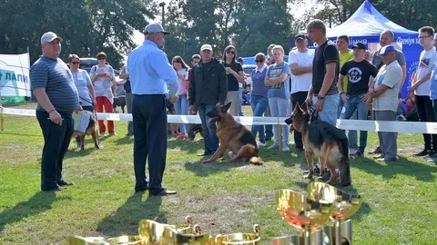 Selected German Shepherds at a prestigious competition Stock Footage 115824454