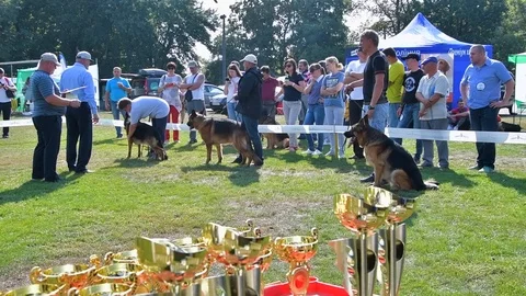 Selected German Shepherds at a prestigious competition Stock Footage 115824455