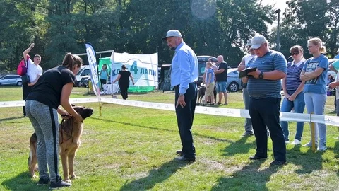 Selected German Shepherds at a prestigious competition Stock Footage 115824466
