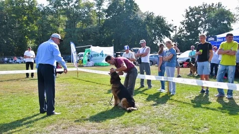 Selected German Shepherds at a prestigious competition Video stock 115824472