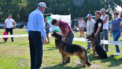Selected German Shepherds at a prestigious competition Stock Footage 115824482