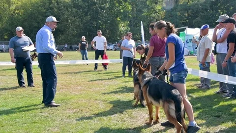 Selected German Shepherds at a prestigious competition Stock Footage 115824501