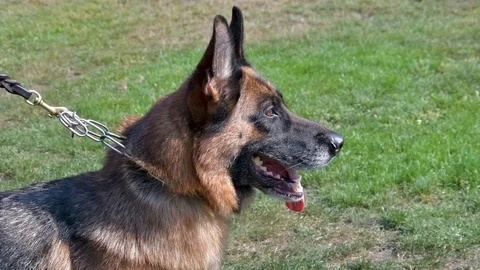 Selected German Shepherds at a prestigious competition Stock Footage 115824506