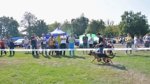 Selected German Shepherds at a prestigious competition Stock Footage 115824540