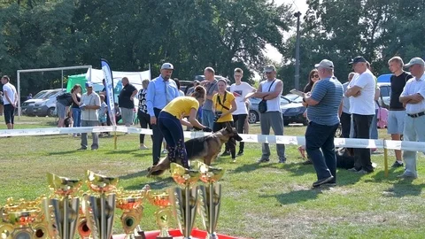 Selected German Shepherds at a prestigious competition Stock Footage 115824551