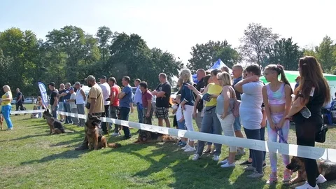 Selected German Shepherds at a prestigious competition Stock Footage 115824570