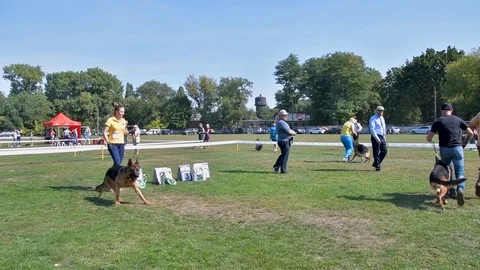 Selected German Shepherds at a prestigious competition Stock Footage 115824583