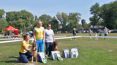 Selected German Shepherds at a prestigious competition Stock Footage 115824594