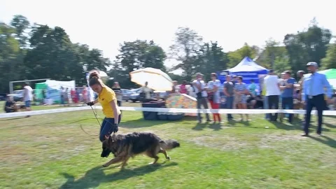 Selected German Shepherds at a prestigious competition Stock Footage 115824595