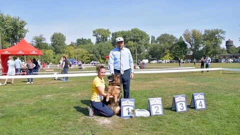 Selected German Shepherds at a prestigious competition Stock Footage 115824604
