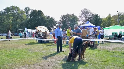 Selected German Shepherds at a prestigious competition Video stock 115824617