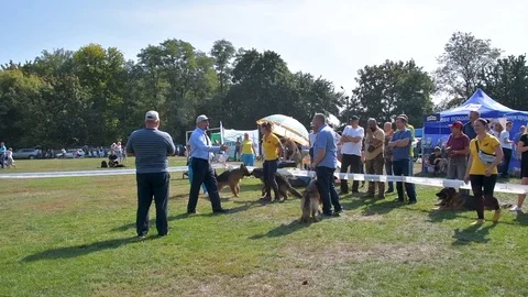 Selected German Shepherds at a prestigious competition Stock Footage 115824630