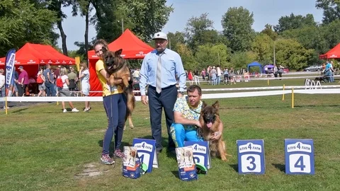 Selected German Shepherds at a prestigious competition Stock Footage 115824633