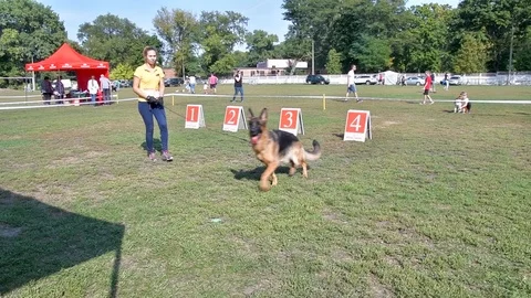 Selected German Shepherds at a prestigious competition Stock Footage 115824643