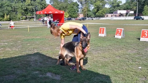 Selected German Shepherds at a prestigious competition Video stock 115824653
