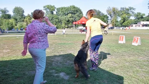 Selected German Shepherds at a prestigious competition Stock Footage 115824675
