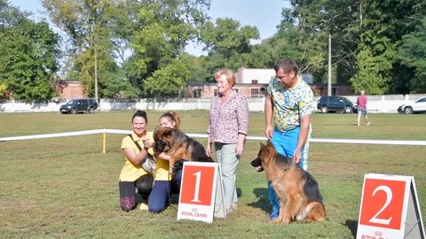 Selected German Shepherds at a prestigious competition Stock Footage 115824678