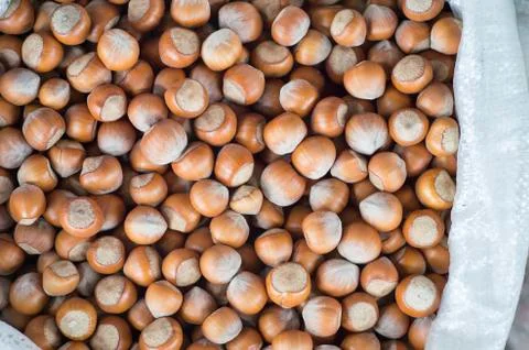 Selected hazelnuts in a polypropylene white bag on the store counter. Backgro Stock Photos
