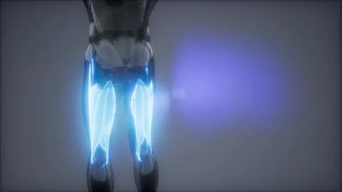 Selected Muscle Anatomy Map イラスト素材