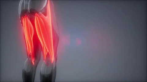 Selected Muscle Anatomy Map 스톡 일러스트
