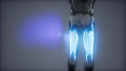 Selected Muscle Anatomy Map 스톡 일러스트
