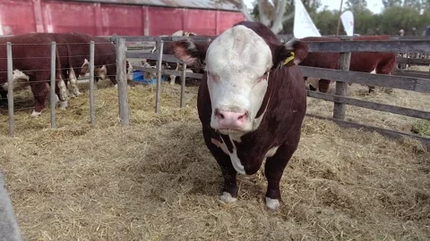 Selected Polled Hereford breed brown and white bull locked in a corral for .. Stock Footage 252326592