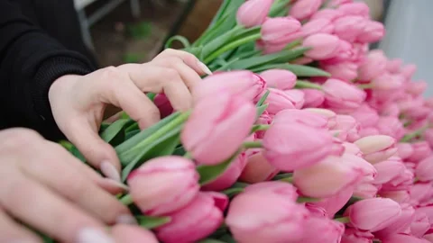 Selecting and arranging fresh tulips for a beautiful floral display Stock-Footage 312075153