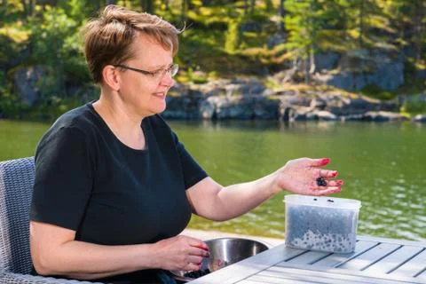 Selecting blueberries Fotos Stock