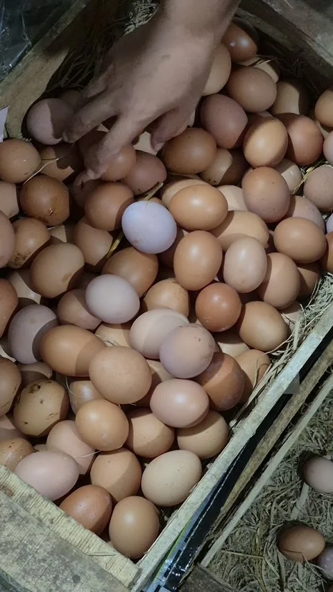 Selecting chicken eggs Stock Footage 320509115