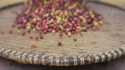 Selecting coffee beans after drying Stock Footage 78487521