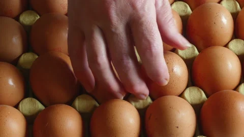 Selecting Eggs From Cardboard Shell Stock-Footage 143313288