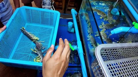 Selecting Live Blue Crab from Seafood Tank at Thailand Night Market Stock-Footage 336785002